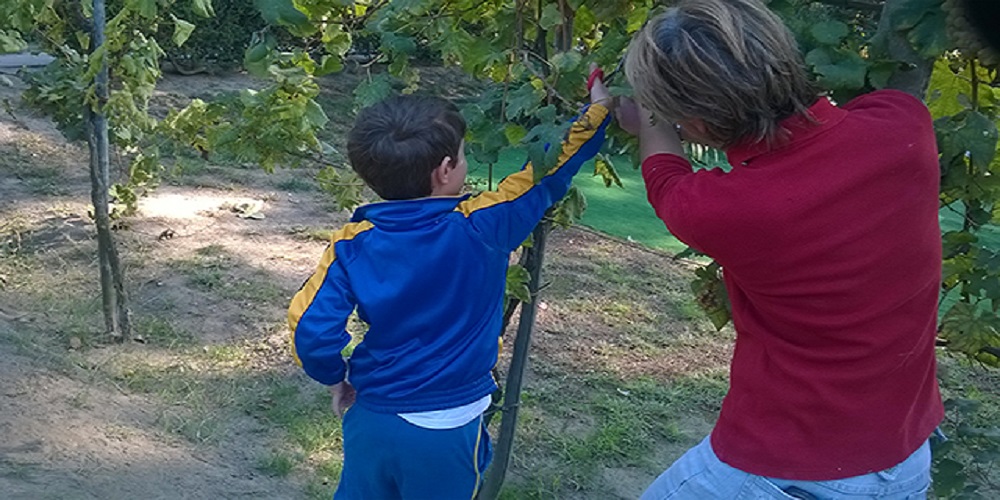In fattoria facciamo la vendemmia